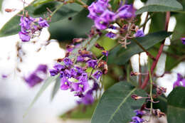 Image of coral-pea