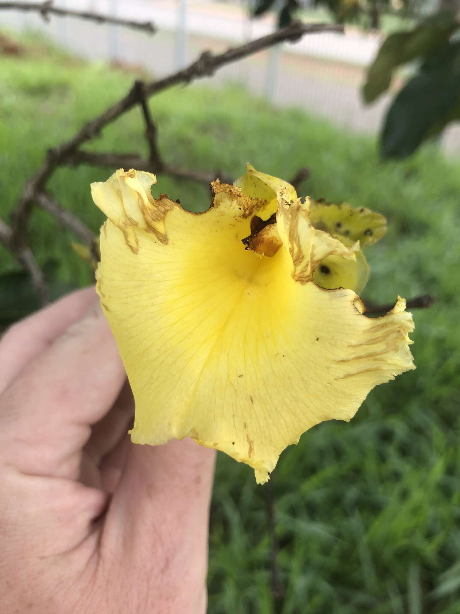 Image of Qualea grandiflora Mart.