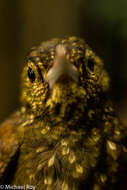 Image of Spotted Woodcreeper