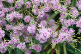 Image of Kunzea parvifolia Schau.