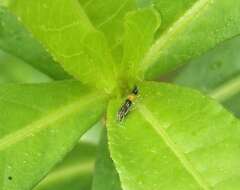 Image of Cosmopterix attenuatella Walker 1864