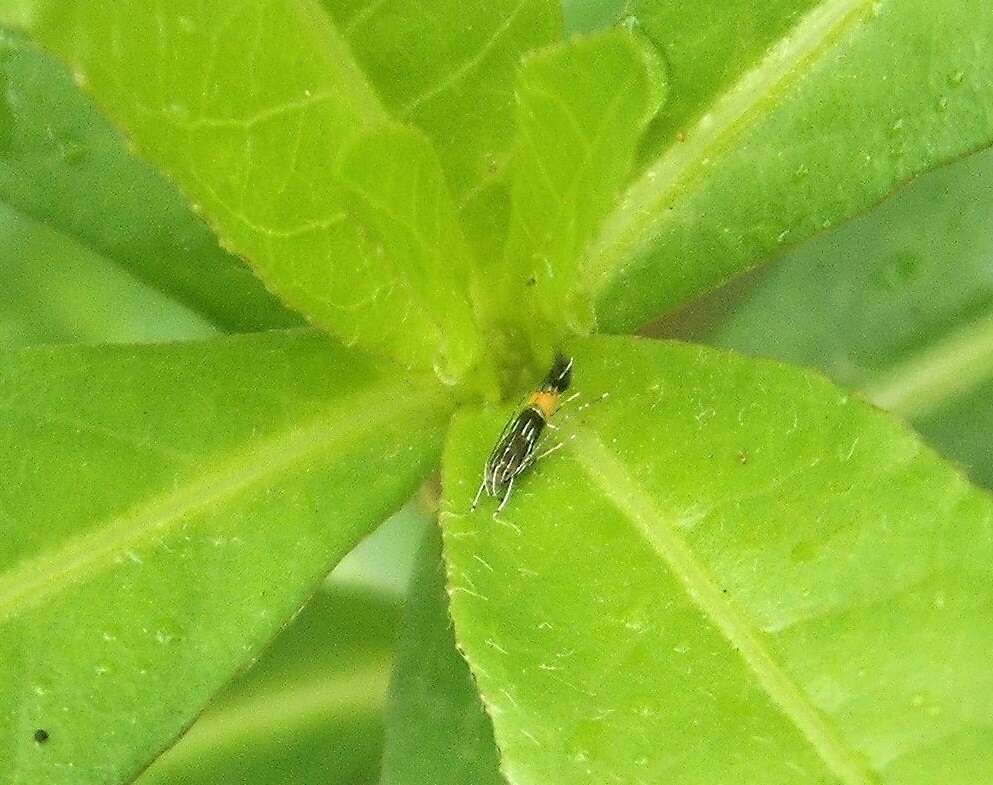 Image of Cosmopterix attenuatella Walker 1864