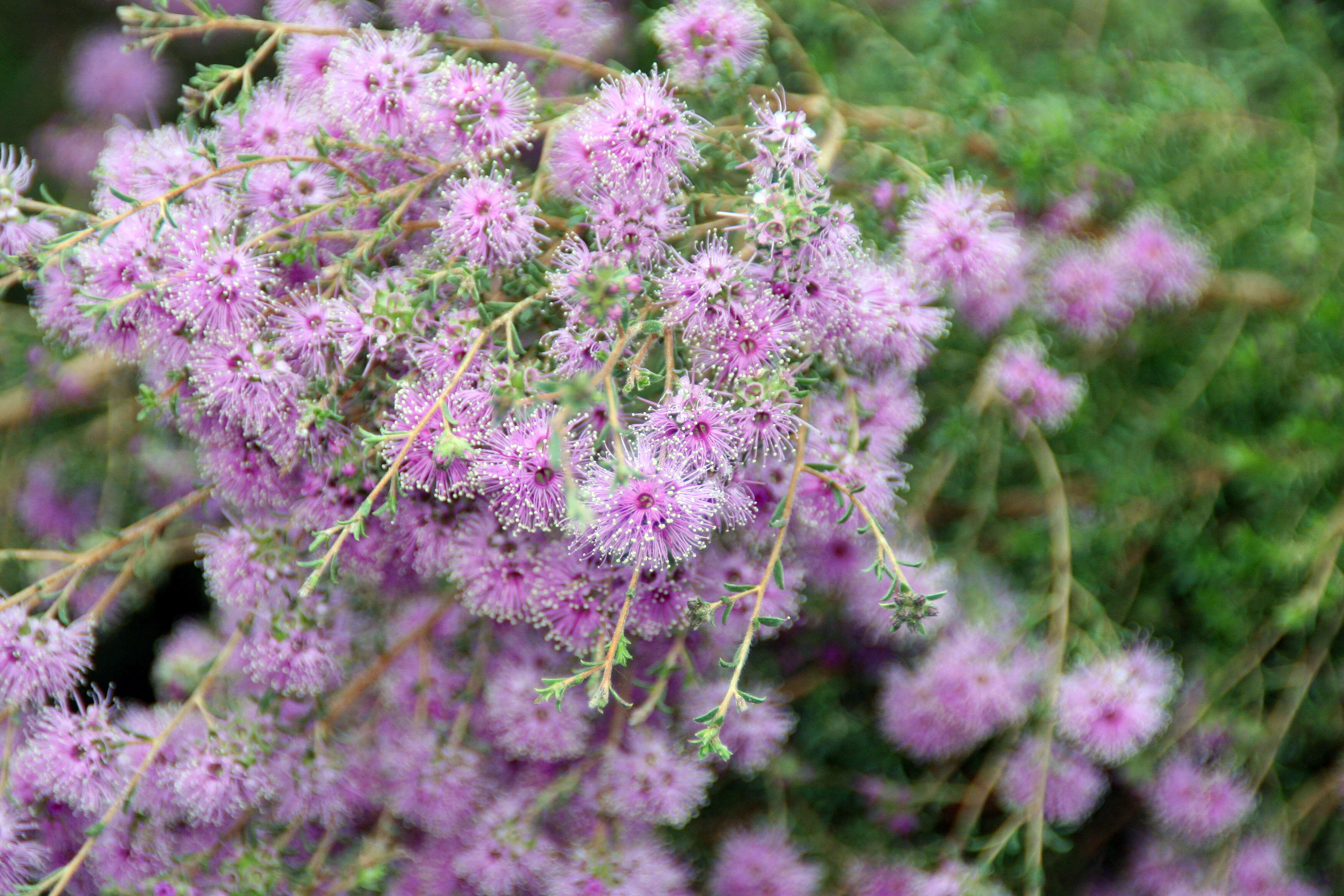 Image of Kunzea parvifolia Schau.