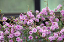 Image of Kunzea parvifolia Schau.