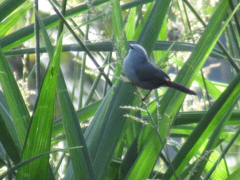 Image of Grey Waxbill