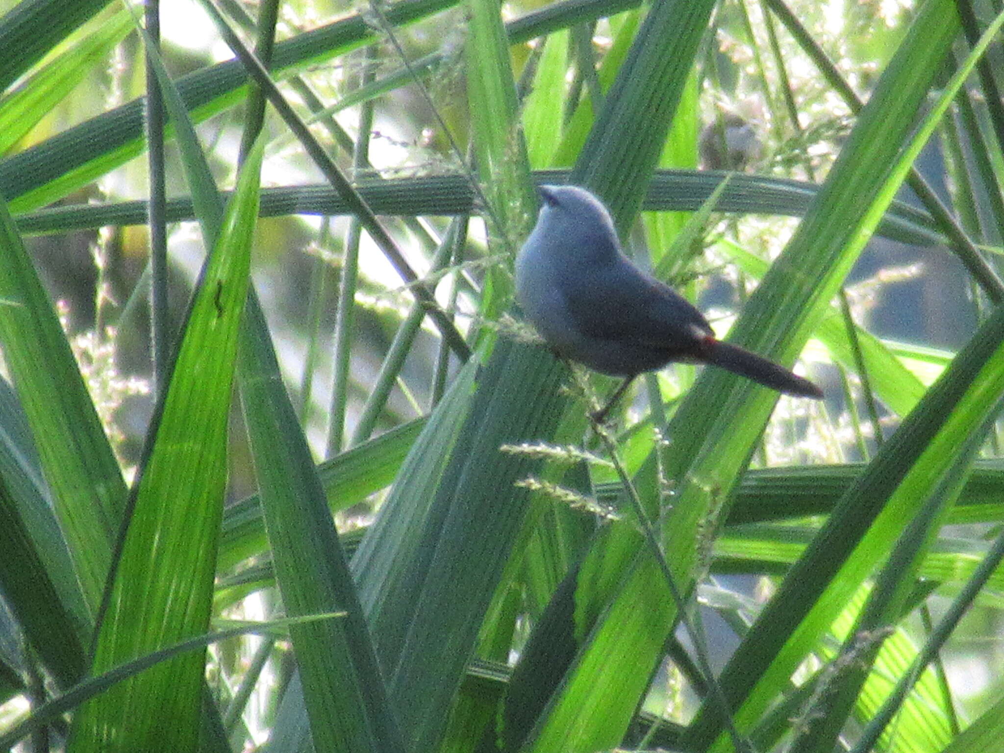 Image of Grey Waxbill