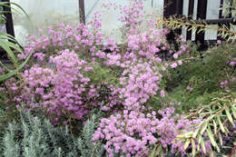 Image of Kunzea parvifolia Schau.