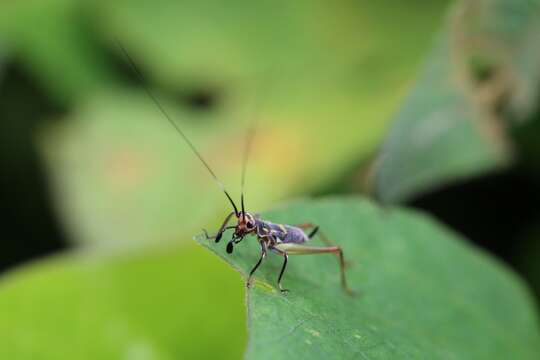 Слика од Phylloscyrtus