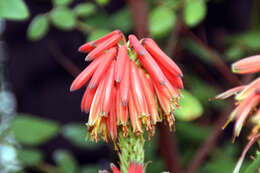 Aloe nyeriensis Christian & I. Verd. resmi