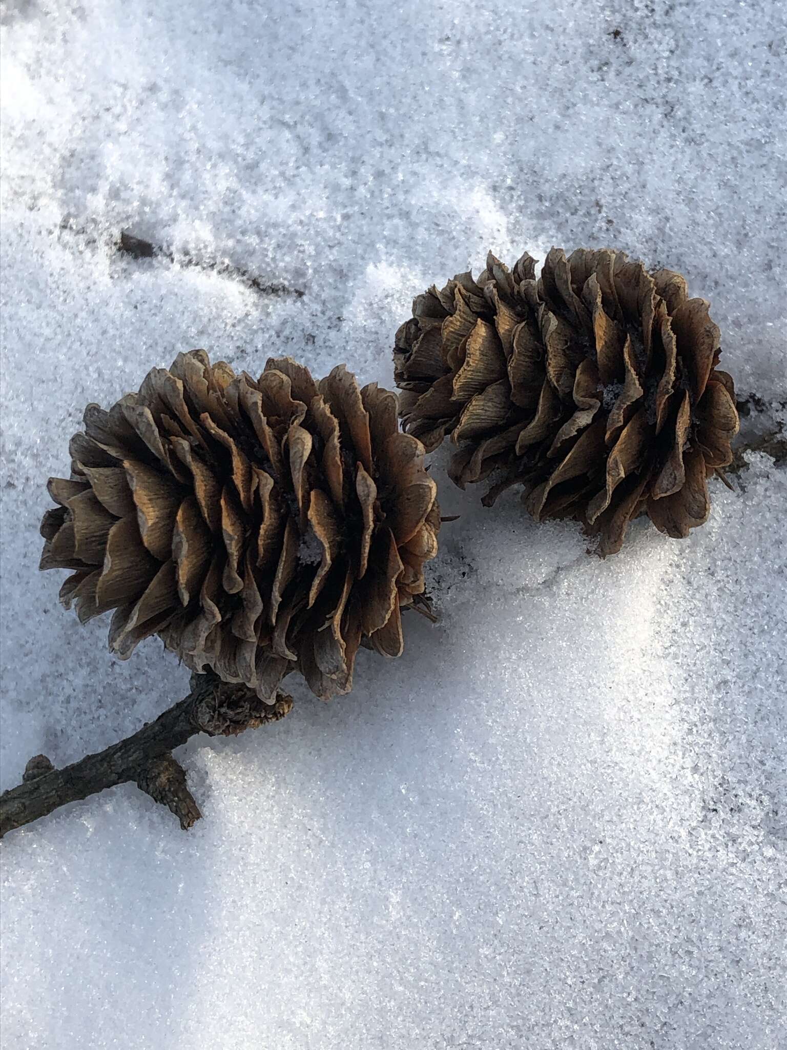 Слика од Јапонски ариш