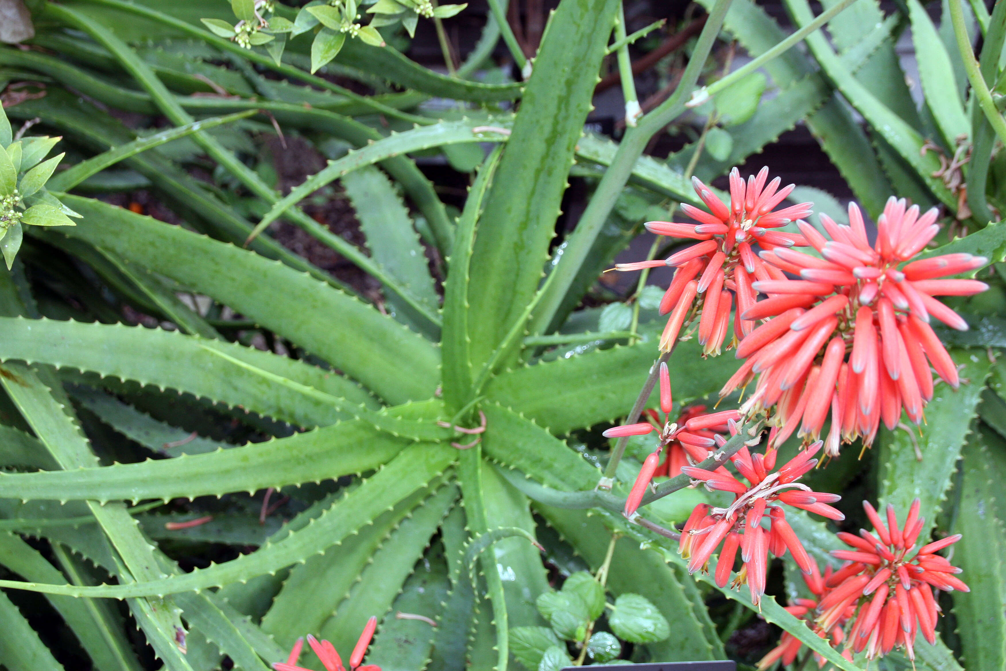 Aloe nyeriensis Christian & I. Verd. resmi