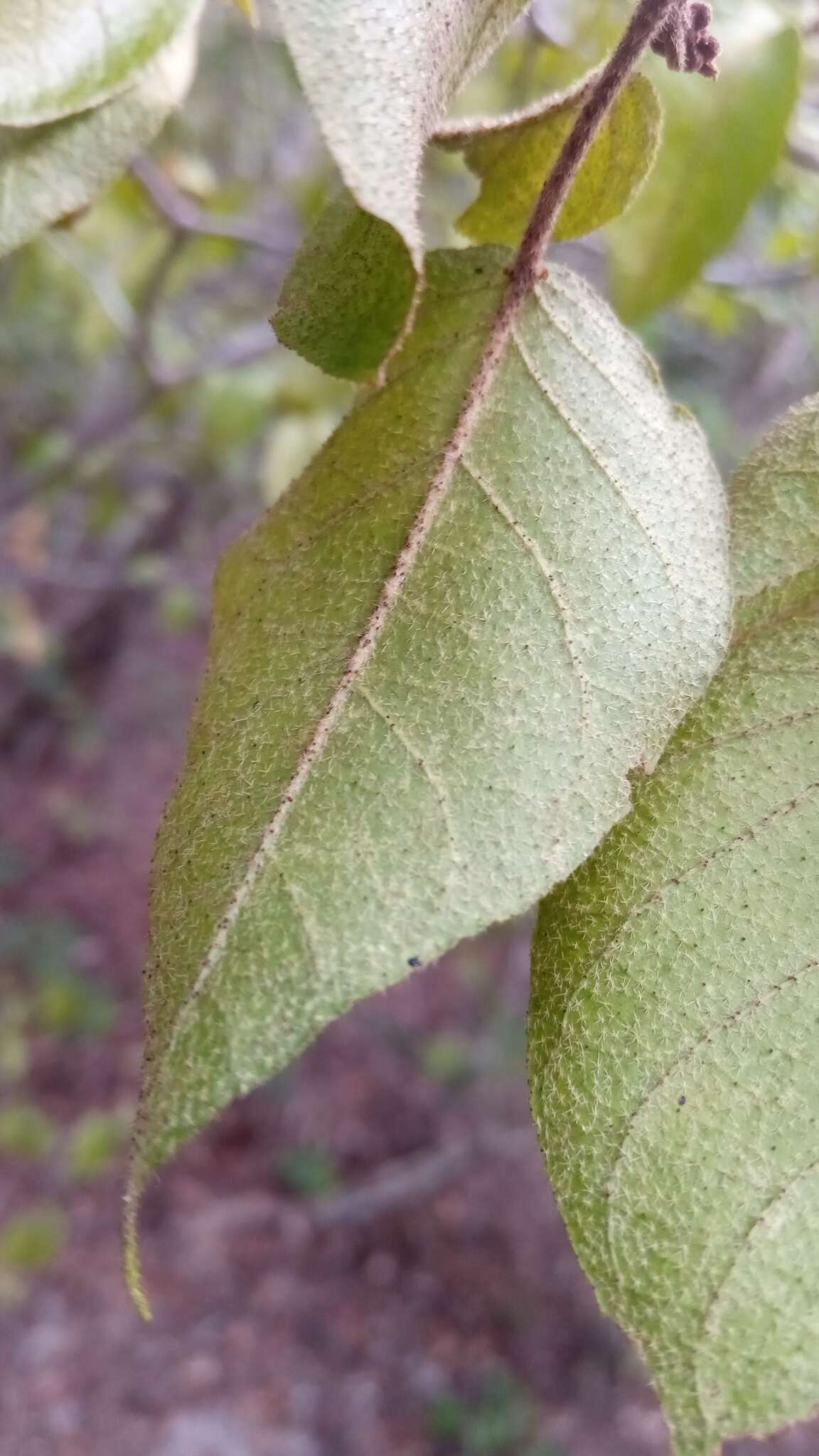 Image of Croton danguyanus Leandri