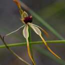 Image of Big clubbed spider orchid
