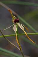 Image of Big clubbed spider orchid