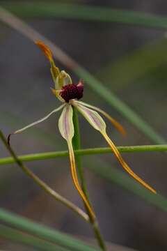 Image of Big clubbed spider orchid