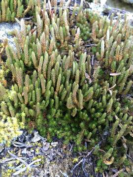 Image de Selaginella densa var. scopulorum (Maxon) R. Tryon