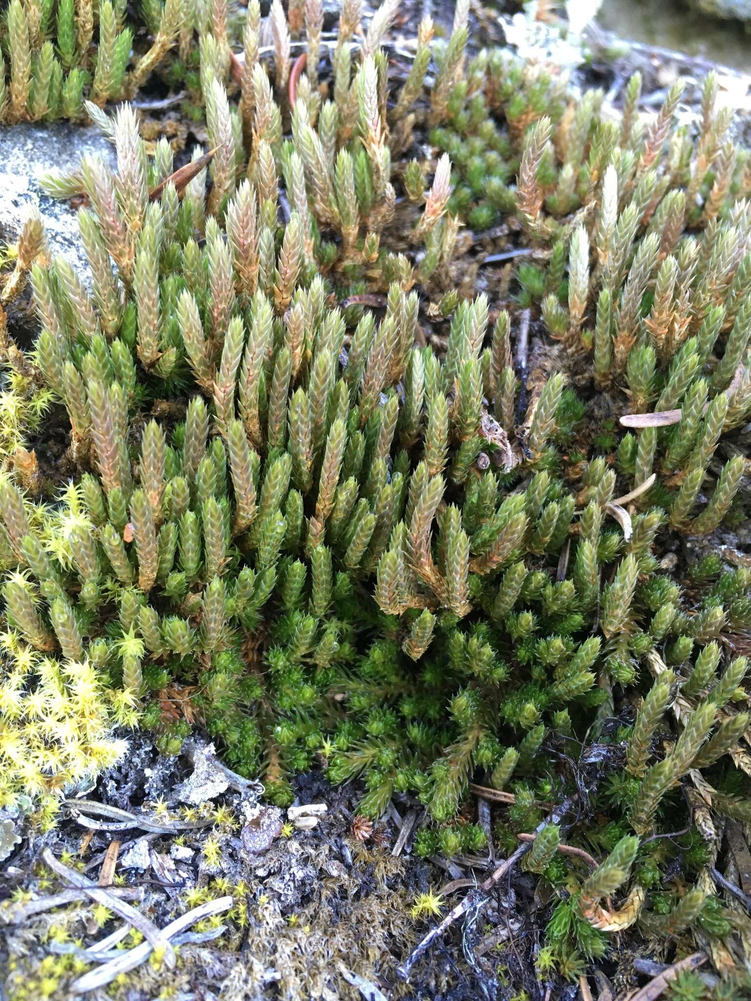 Selaginella densa var. scopulorum (Maxon) R. Tryon resmi