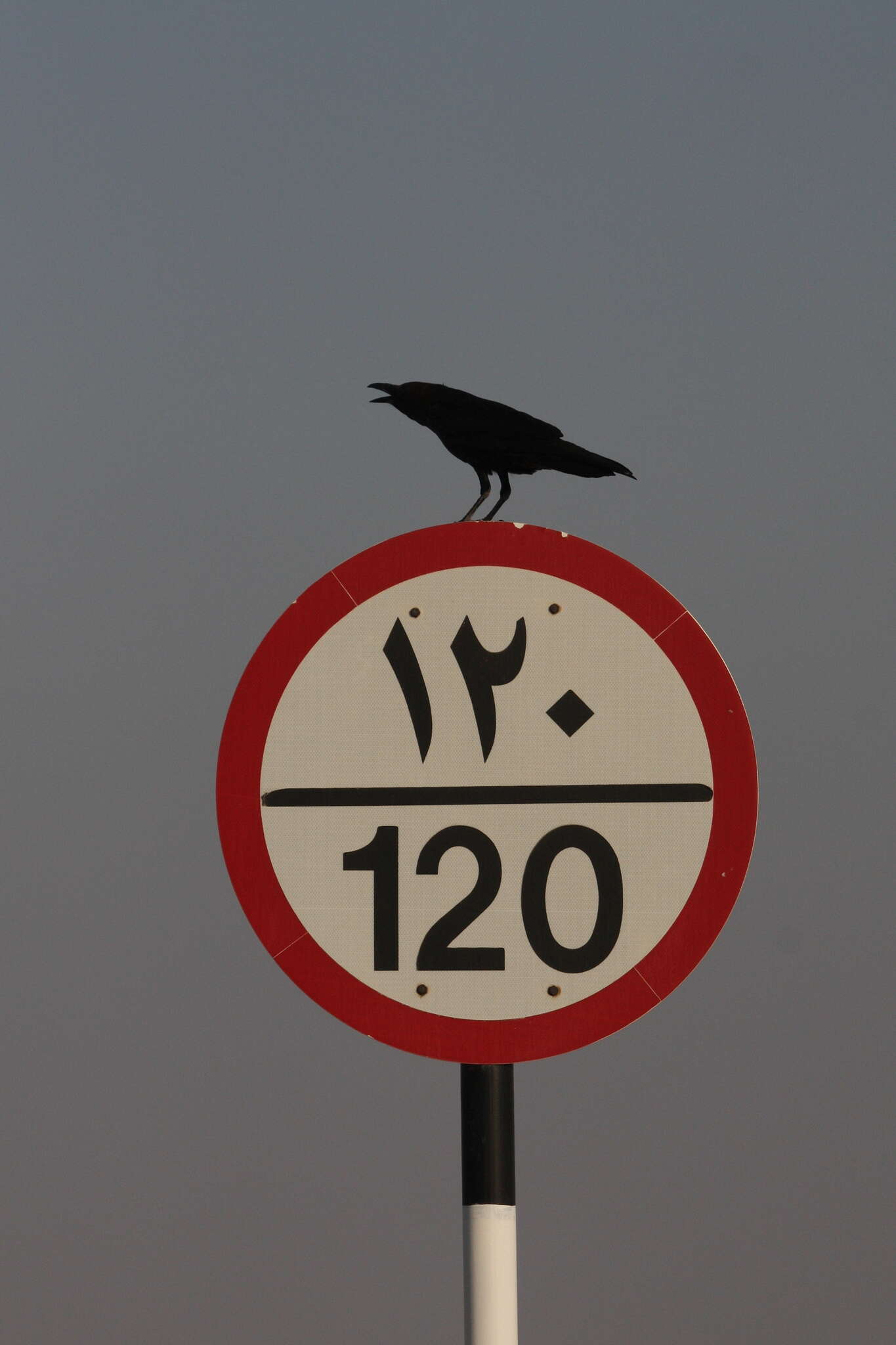 Image of Brown-necked Raven