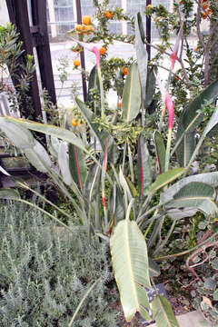 Image of Bird of paradise plant