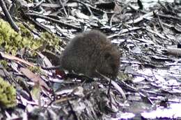 Image of broad-toothed rat