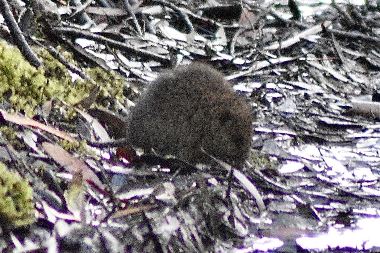 Image of broad-toothed rat