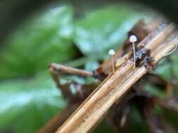 Слика од Mycena pterigena (Fr.) P. Kumm. 1871