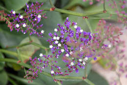 Limonium perezii (Stapf) F. T. Hubbard ex L. H. Bailey resmi