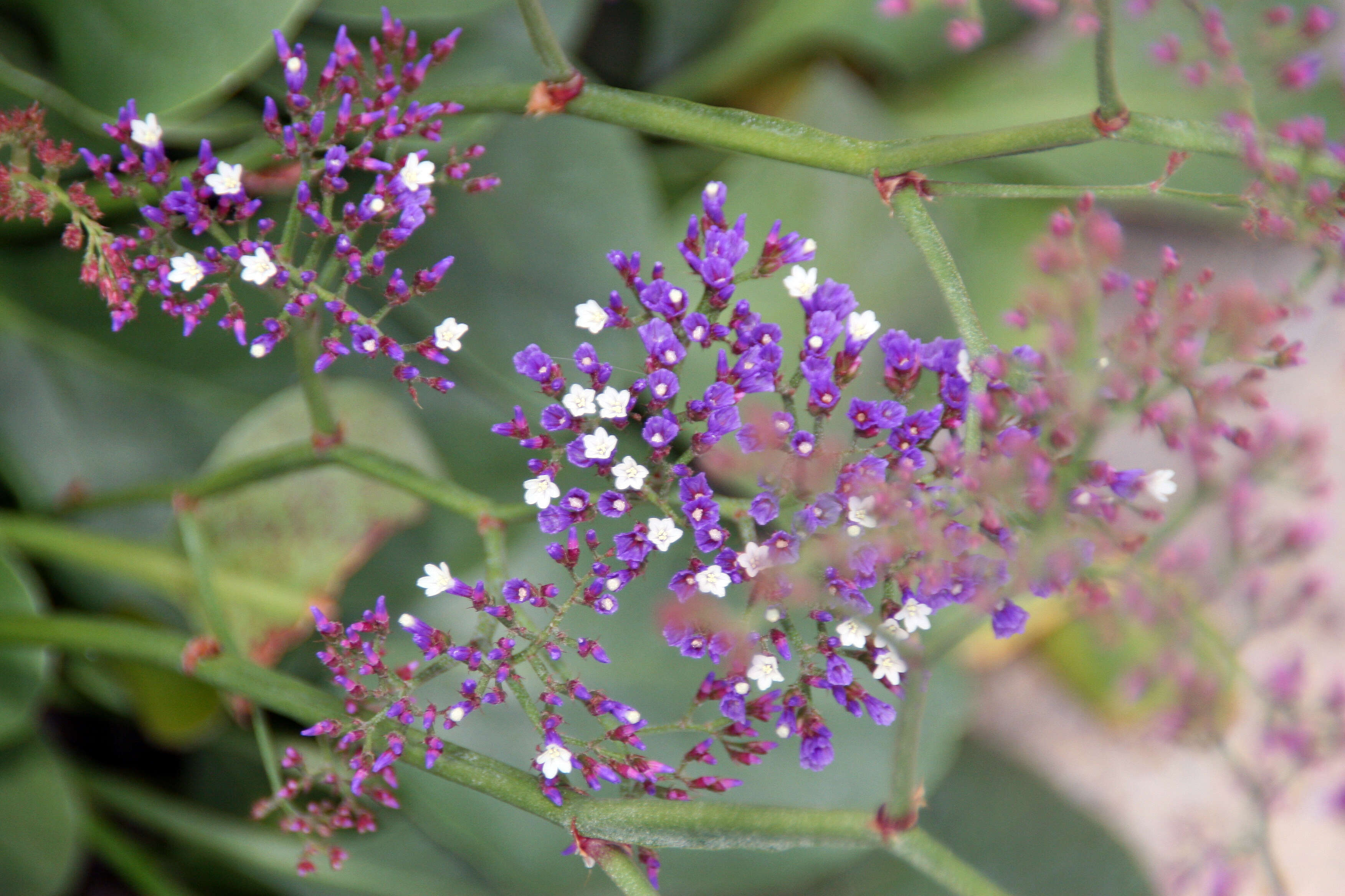 Limonium perezii (Stapf) F. T. Hubbard ex L. H. Bailey resmi