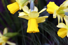 Narcissus cyclamineus DC. resmi