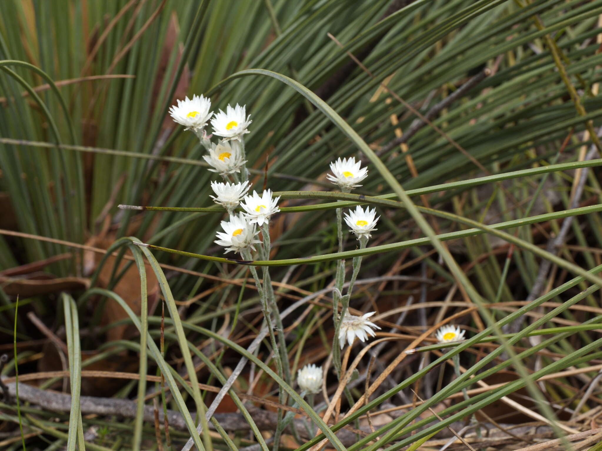 Image of Argentipallium blandowskianum (Steetz ex Sond.) P. G. Wilson