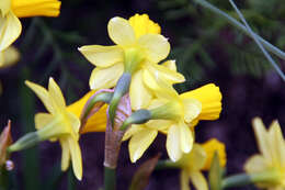 Narcissus cyclamineus DC. resmi