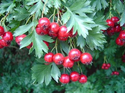 Image of Crataegus ambigua C. A. Meyer ex A. Becker