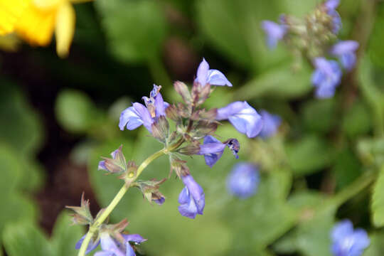 Image of Salvia glechomifolia Kunth