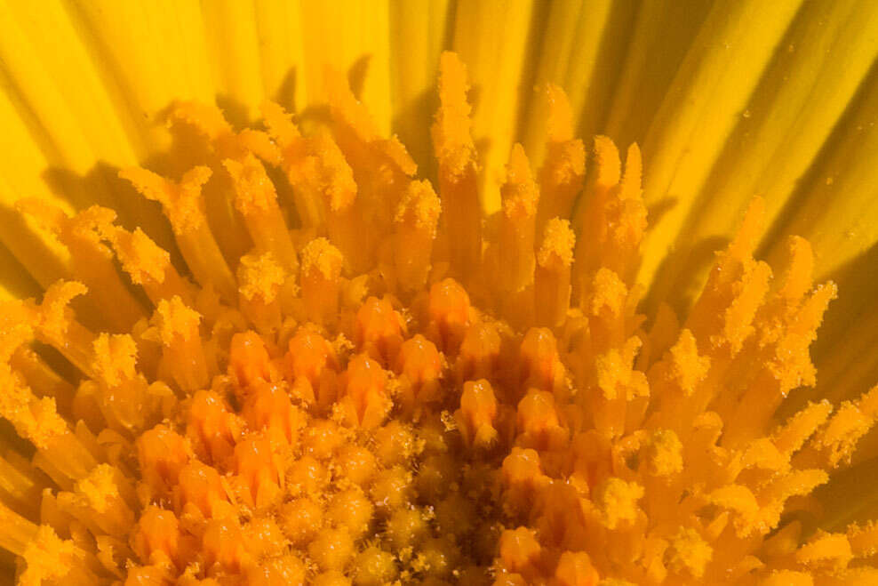 Image of hairy desertsunflower