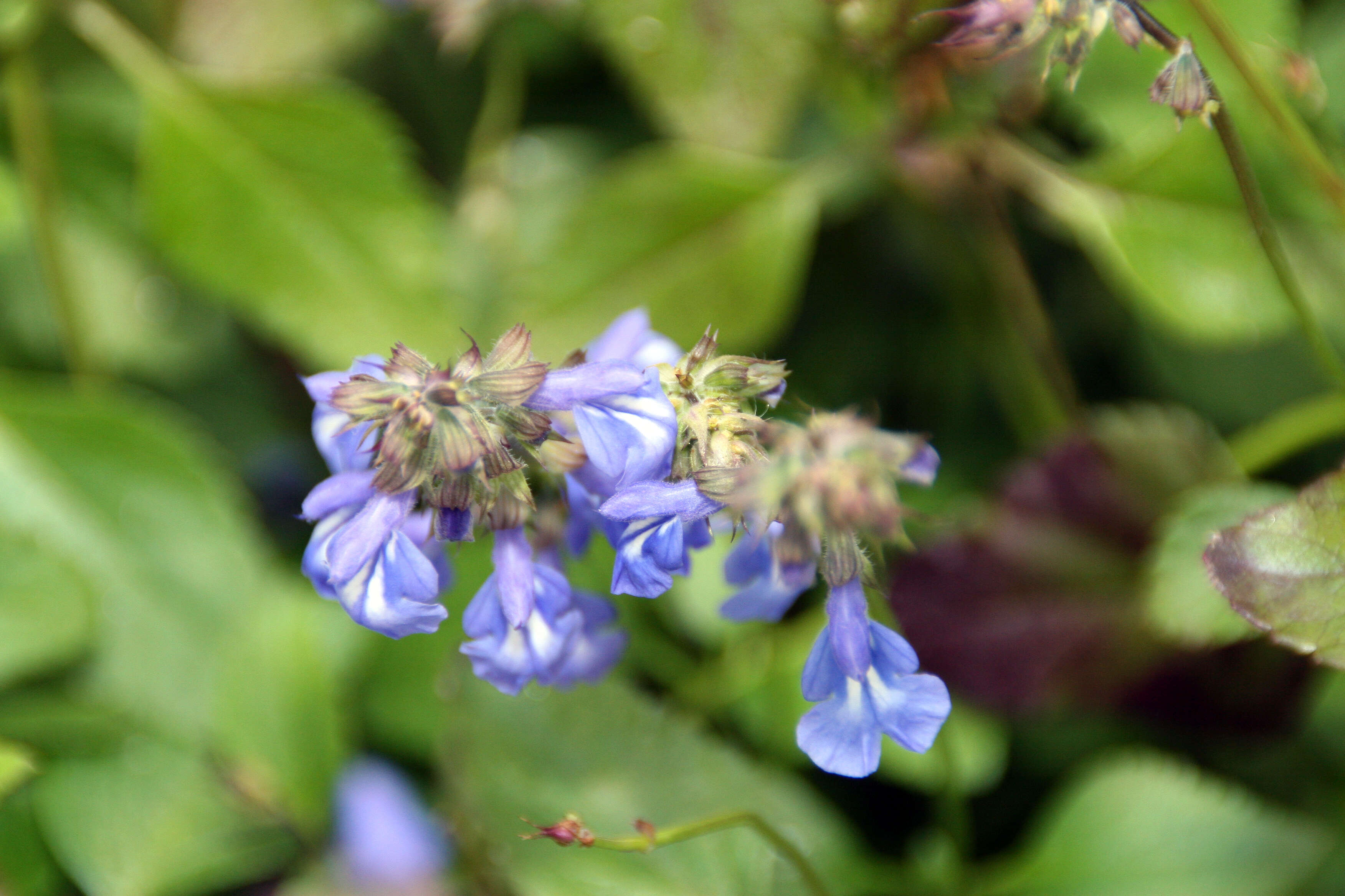 Image of Salvia glechomifolia Kunth