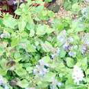 Image of Salvia glechomifolia Kunth