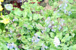 Image of Salvia glechomifolia Kunth