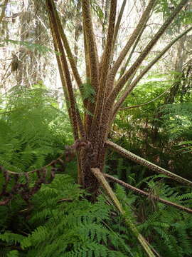 Image of Lacy Tree Fern