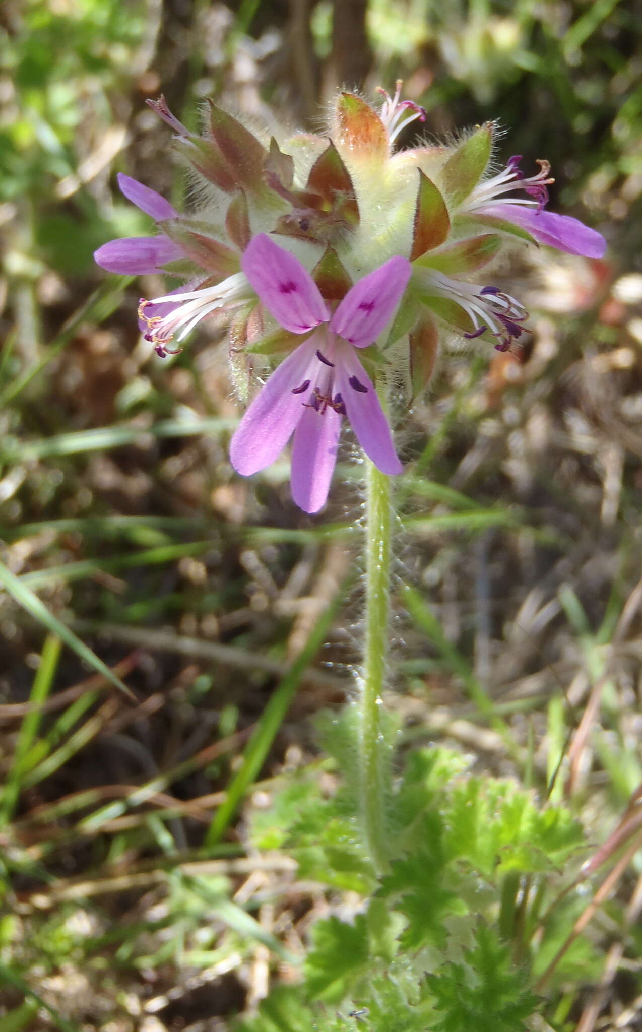 Image of rose scented geranium