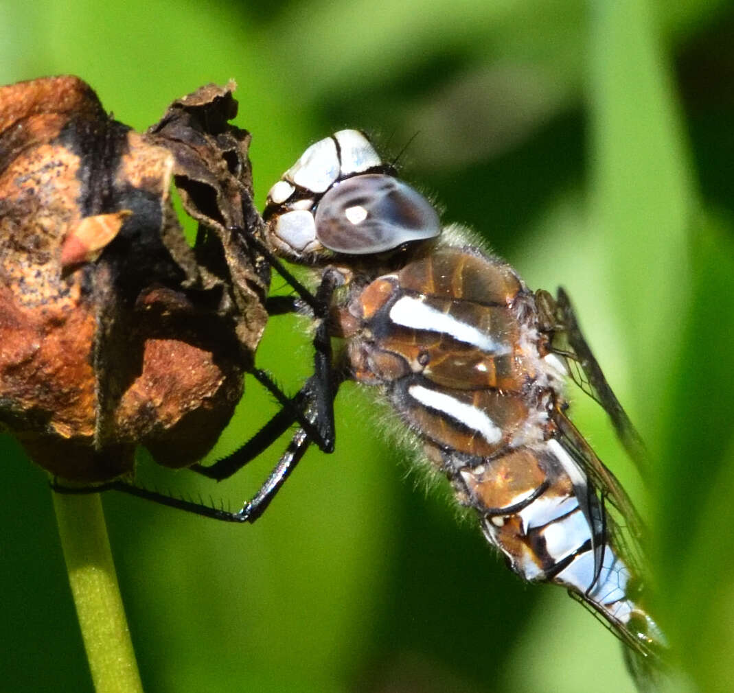 Image of California Darner