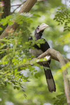 Image of Oriental Pied Hornbill