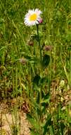 Image of Tall Fleabane