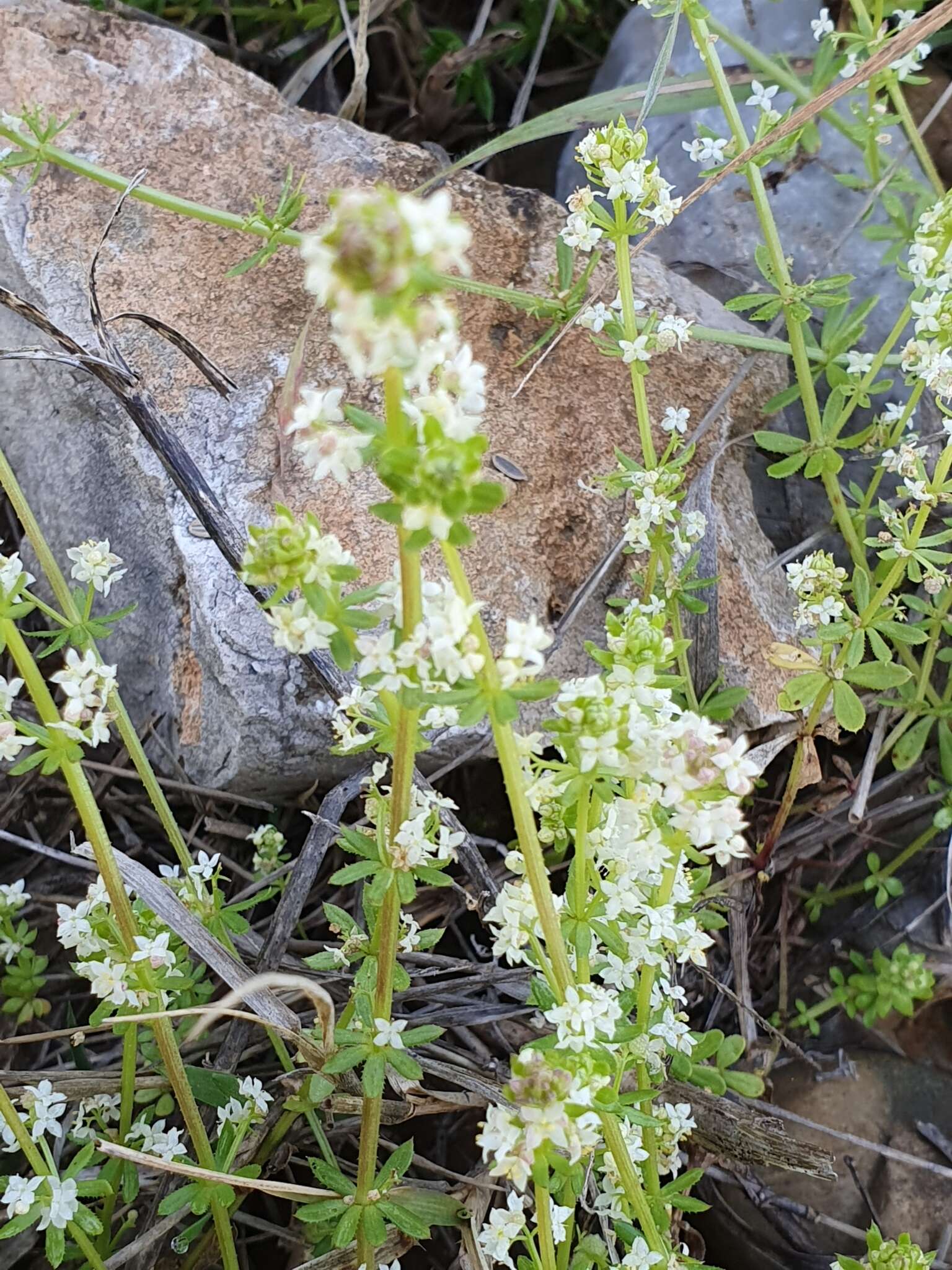 Image of warty bedstraw