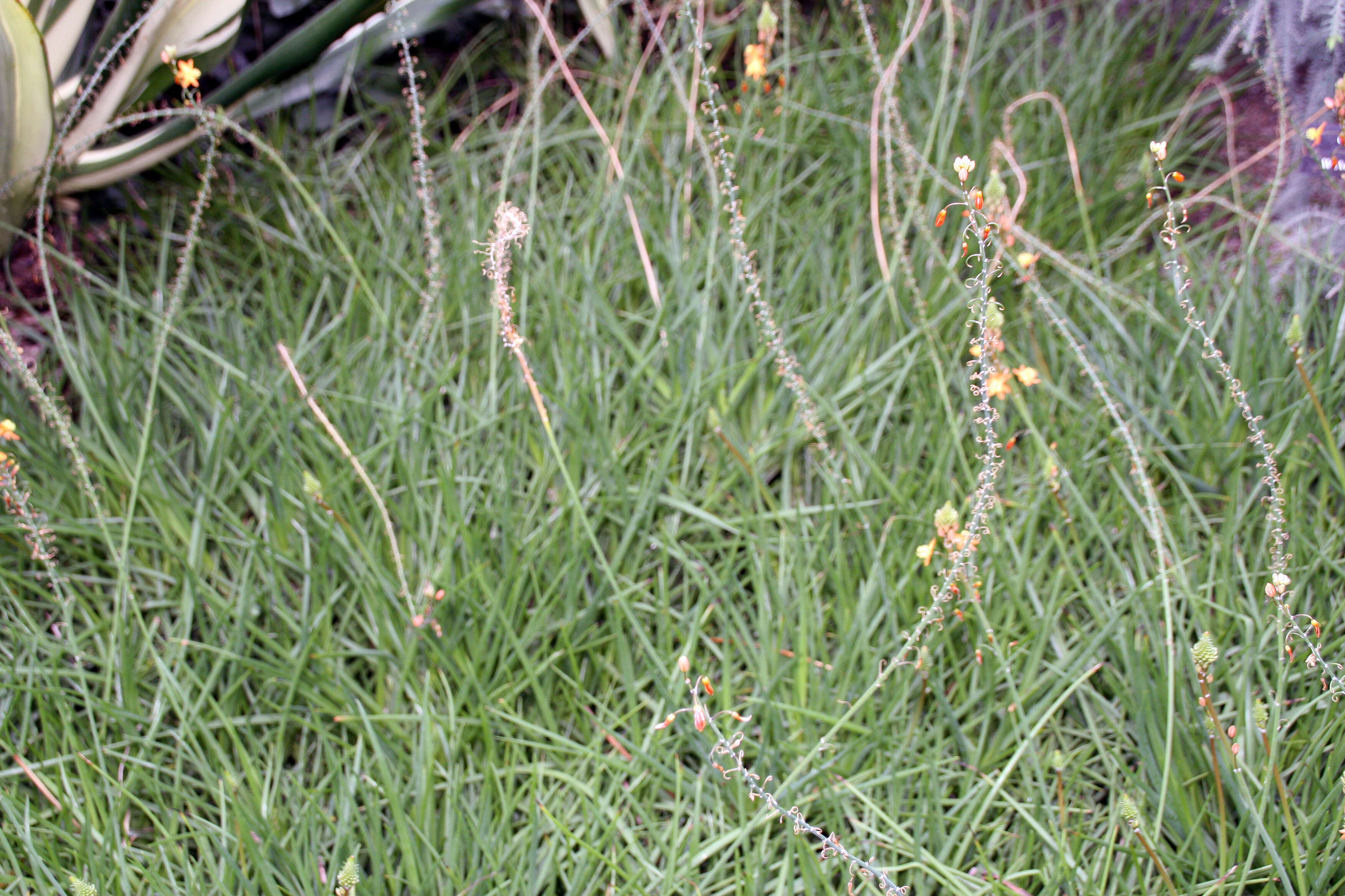 Image of Bulbine frutescens (L.) Willd.
