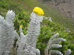 Image of Athanasia pinnata L. fil.