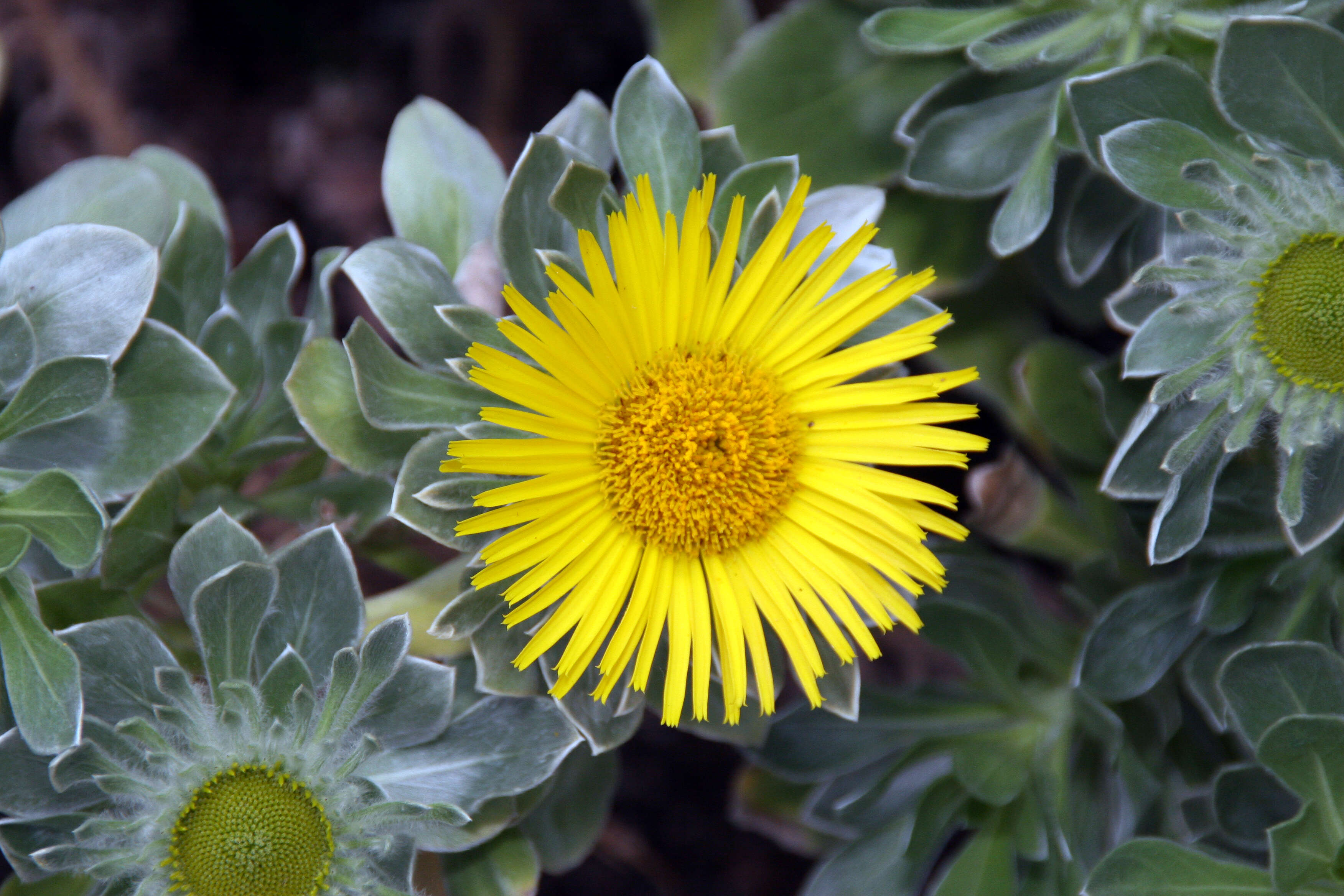 Image of Asteriscus sericeus (L. fil.) DC.