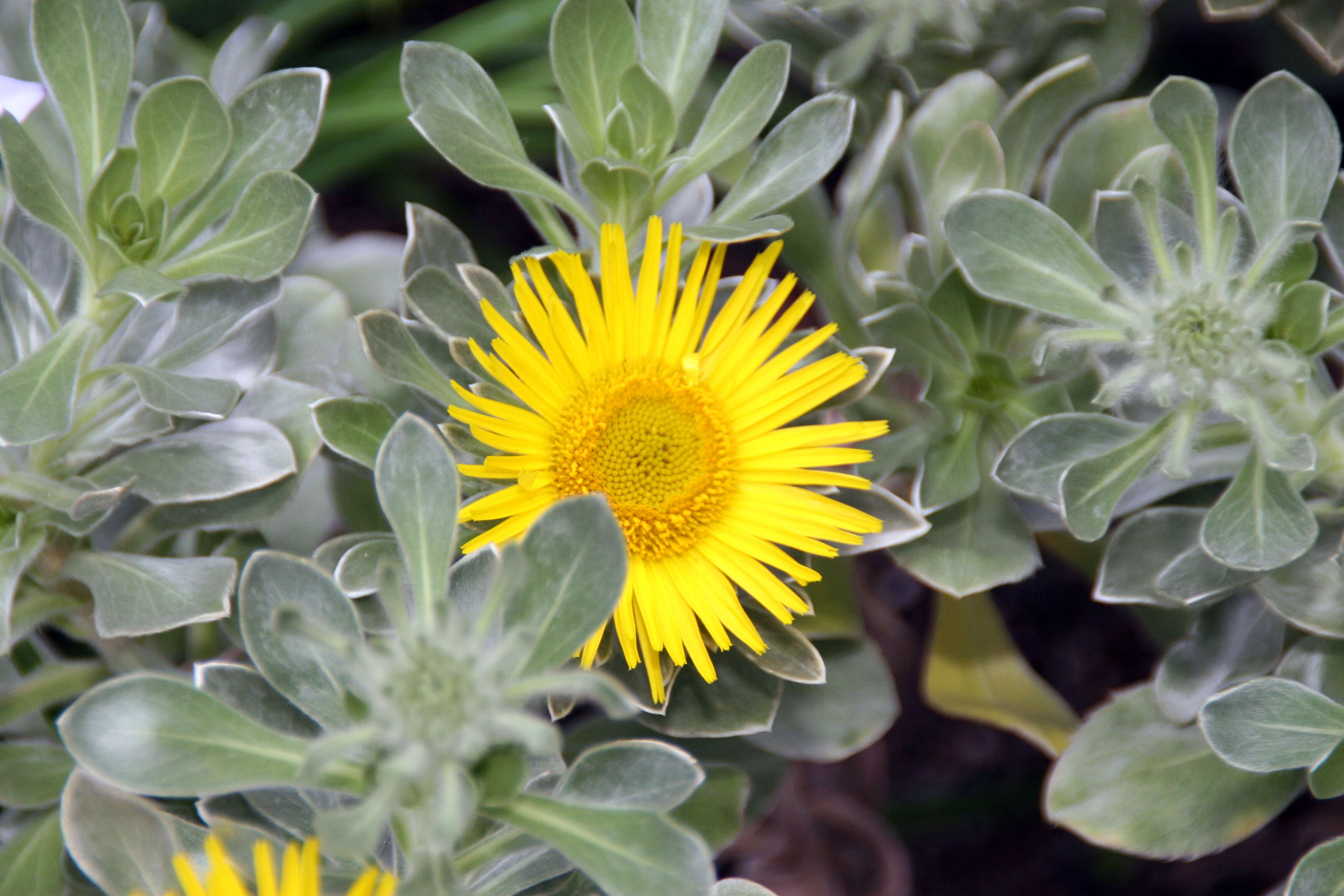 Image of Asteriscus sericeus (L. fil.) DC.