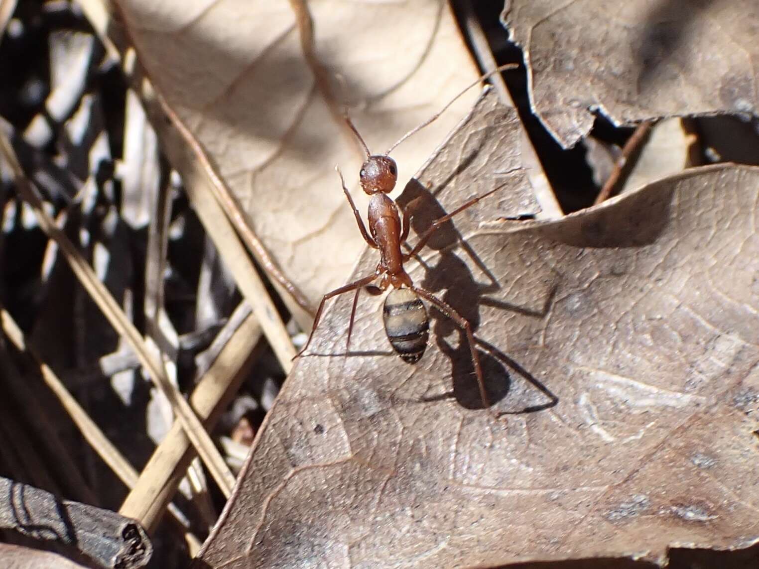 Image de Camponotus socius Roger 1863