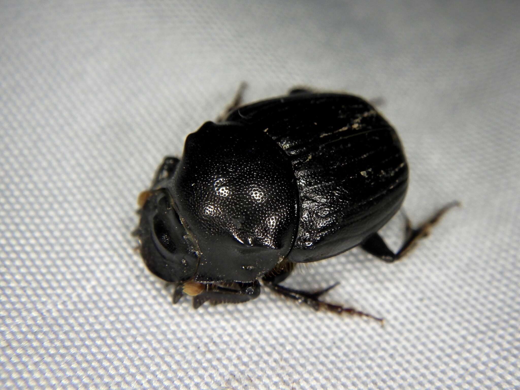 Plancia ëd Onthophagus (Strandius) lenzii Harold 1875