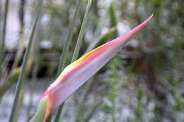 Image of Strelitzia juncea (Ker Gawl.) Link